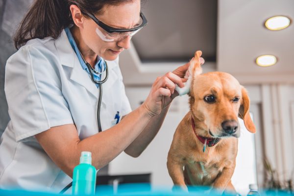Young female veterinarian cleaning dog ears at the veterinarian clinic